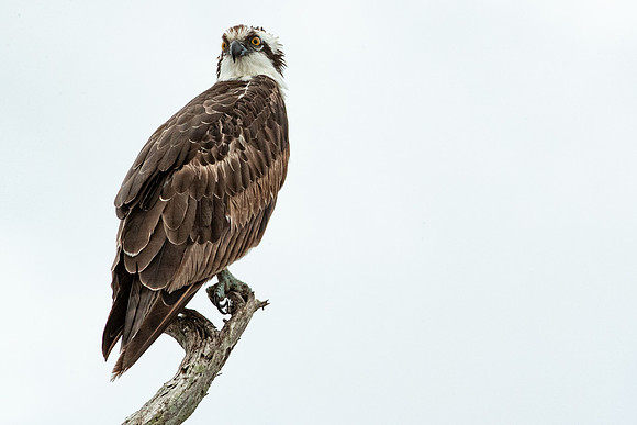 Osprey