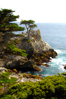 Lone Cypress