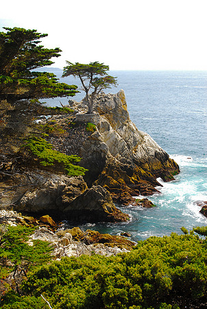 Lone Cypress