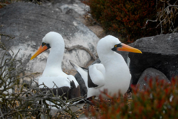 Booby's