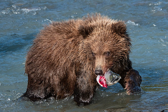 Killer Cub and he ain't sharing