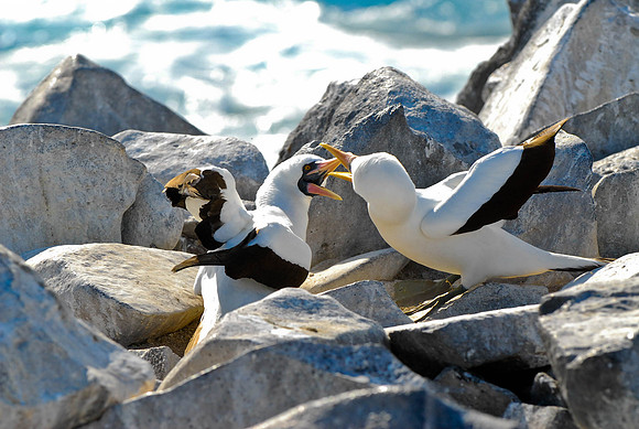 Mating Booby's