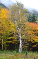 The Lone Birch