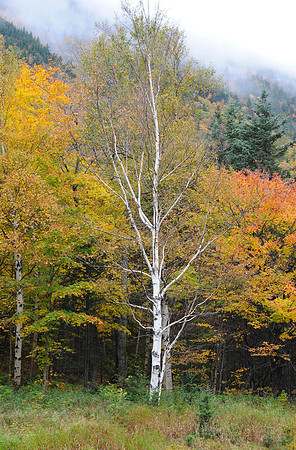 The Lone Birch