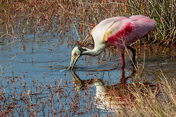 Roseate Spoonbill