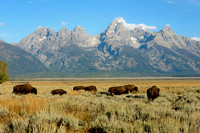 Jackson Hole Bison