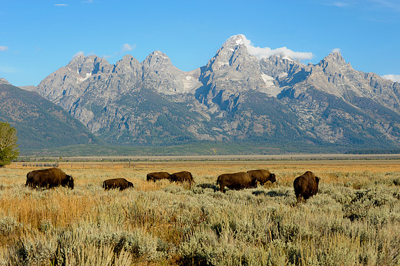 Jackson Hole Bison