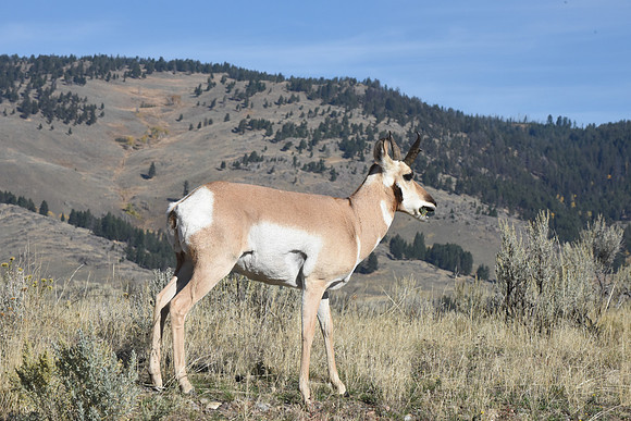 Pronghorn Yellowstone N.P.