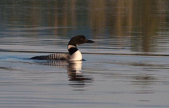 Common Loon