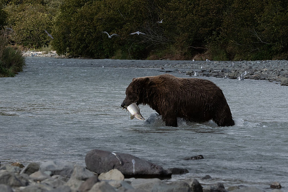 Success. Katmai