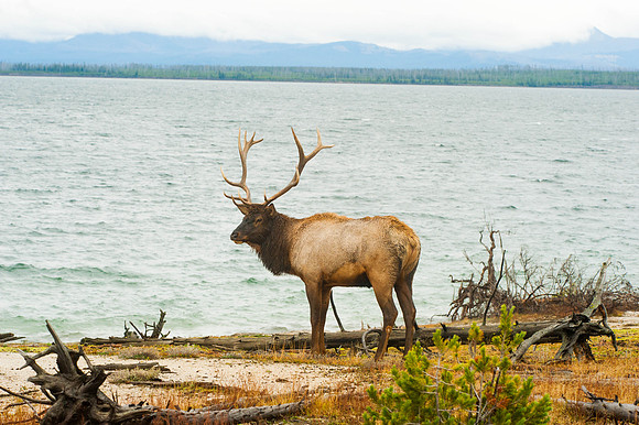 Elk  Yellowstone Lake