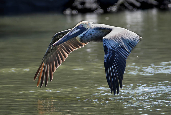 Pelican