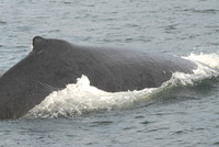 Humpback on the way Down