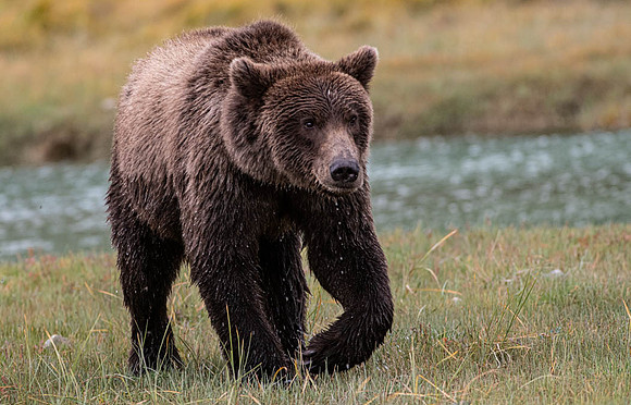 On the Prowl. Katmai