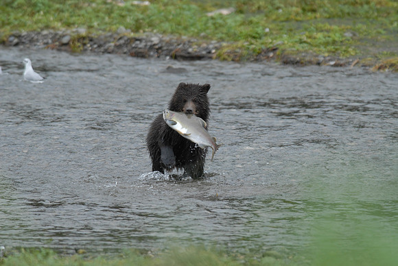 Salmon Lunch