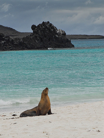 Seal