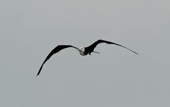 Albatross