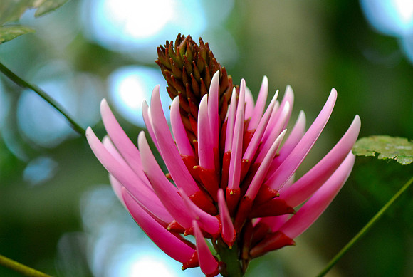 Jungle Flower