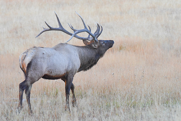 Bugling Elk Yellowstone N.P.