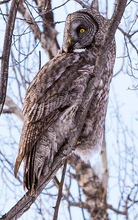 Great Gray Owl
