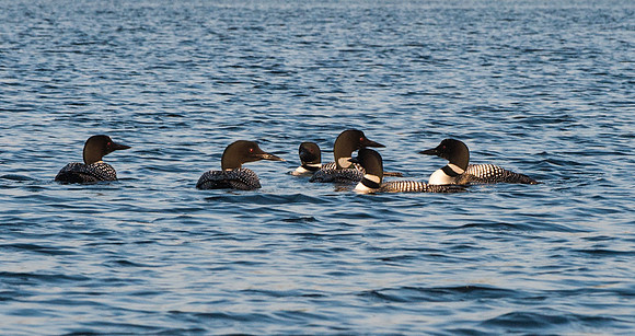 A Raft of Loons