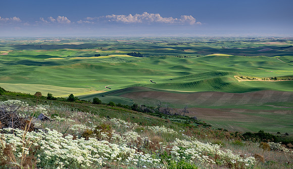 Palouse Country.             Steptoe Butte,Washington