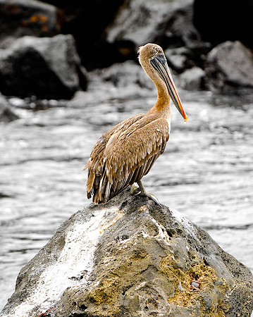 Pelican