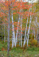 Grafton Notch Maine