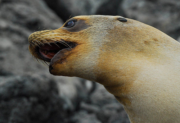 Seal