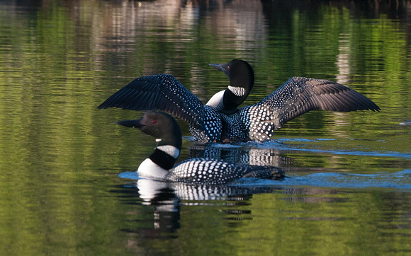 Common Loon