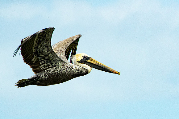Pelican