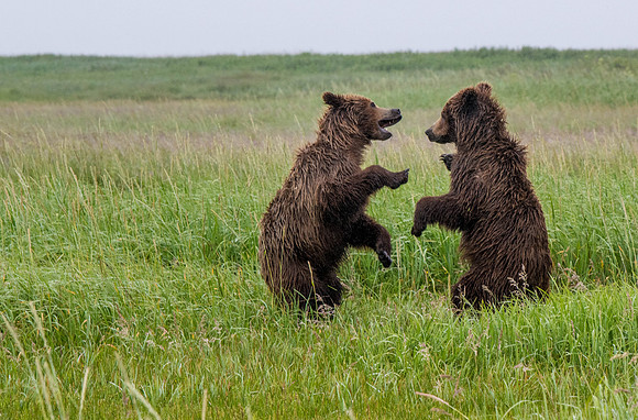Dancing Cubs                Katmai