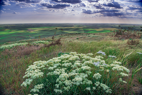 Steptoe Butte                   Washington