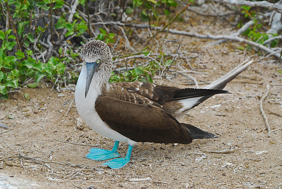 Blue footed Booby