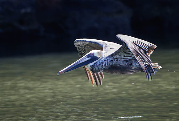 Pelican