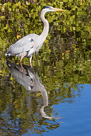 Blue Heron Merritt Is. Refuge, Florida