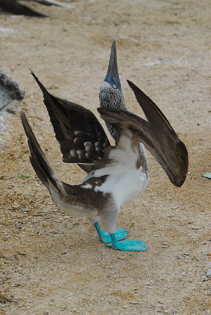 Male Blue Footed Booby Mating Dance
