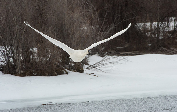 Trumpeter Swan Jackson,Wyoming