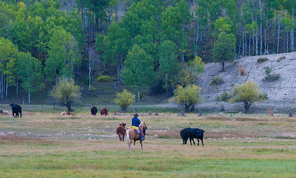 Roundup Colorado