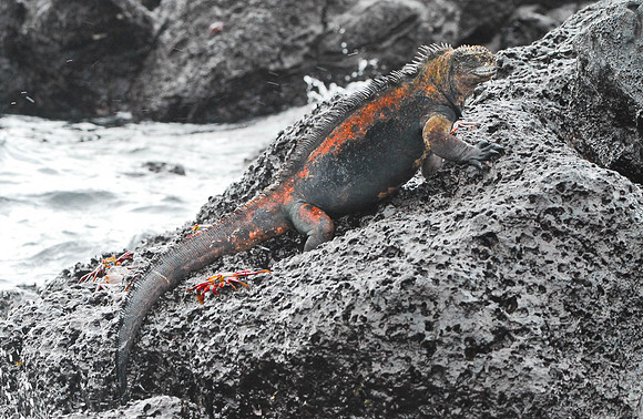 Marine Iguana