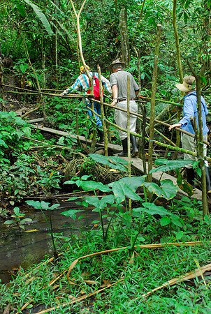 Jungle Trail