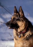 Best Friend "Rommel"