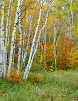 Grafton Notch Maine