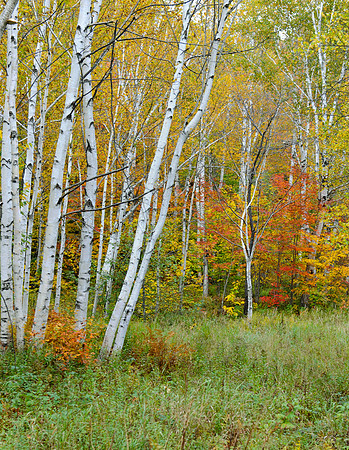 Grafton Notch Maine
