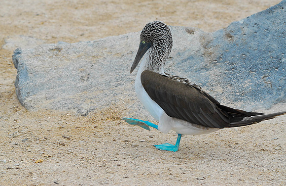 Blue Footed Booby