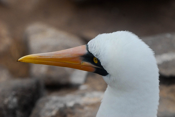 Booby
