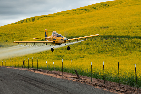 Dusting the Canola