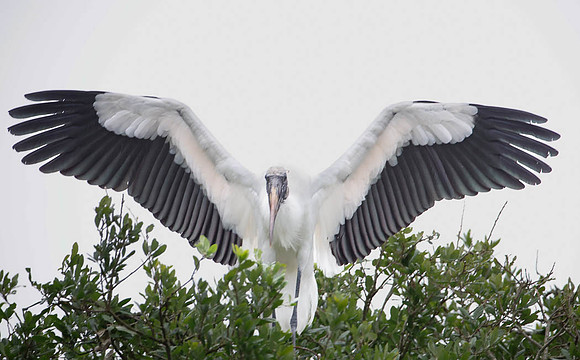 Wood Stork