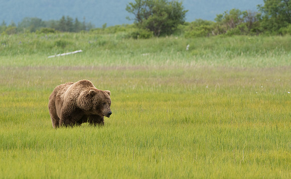 Goliath Huge Boar   Katmai