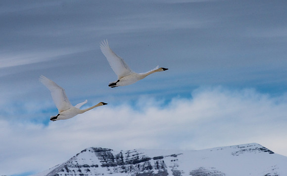 Trumpeter Swans GTNP January